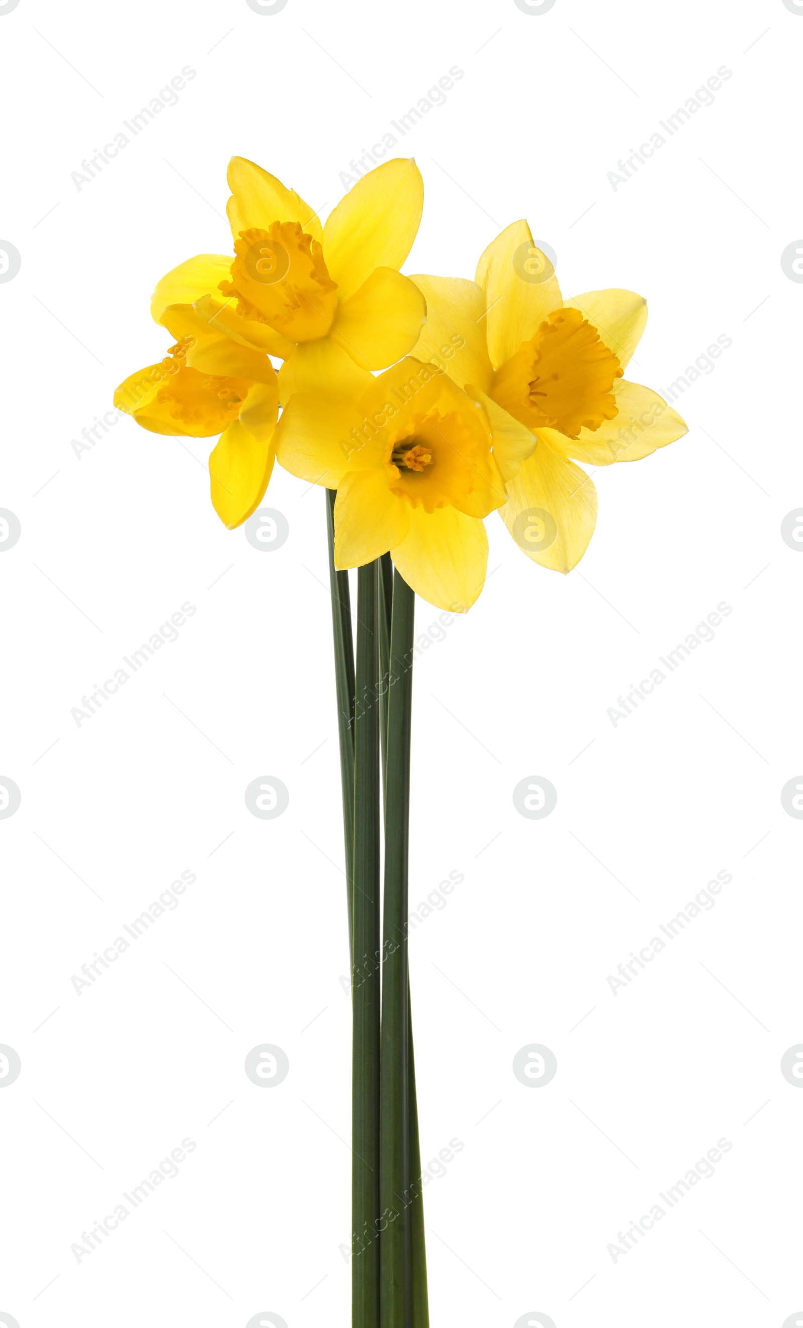 Photo of Beautiful blooming yellow daffodils on white background