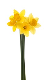 Beautiful blooming yellow daffodils on white background