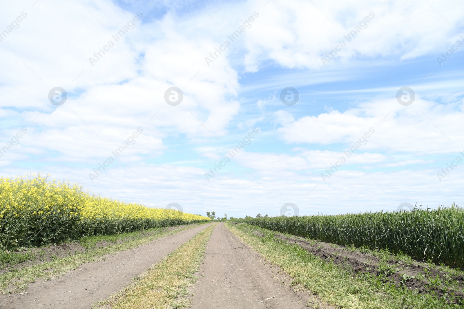 Photo of Pathway between growing plants in beautiful field