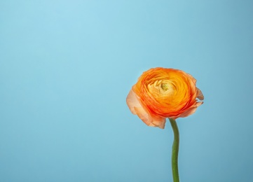 Photo of Beautiful ranunculus flower on color background