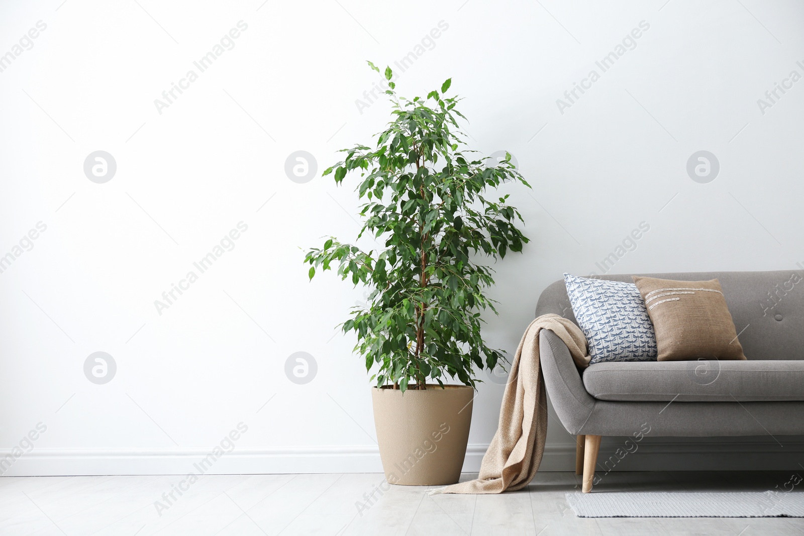 Photo of Grey sofa with pillows and beautiful houseplant in stylish living room interior. Space for text