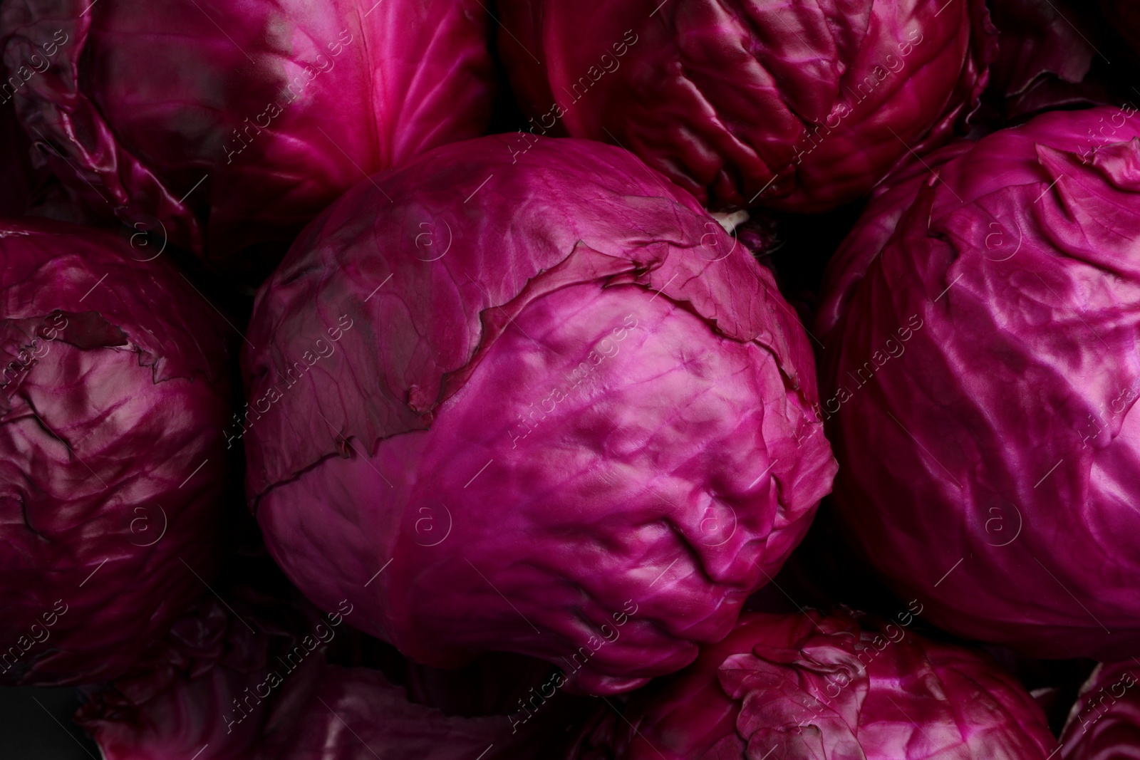 Photo of Many fresh ripe red cabbages as background