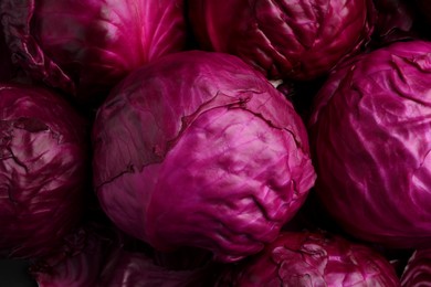 Many fresh ripe red cabbages as background