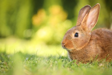 Photo of Cute fluffy rabbit on green grass outdoors. Space for text