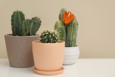 Photo of Different beautiful cacti in flowerpots on table