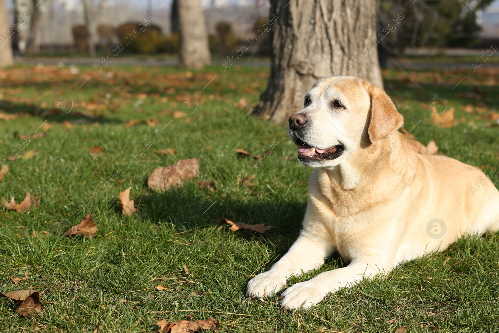 Photo of Yellow Labrador lying on green grass in park. Space for text