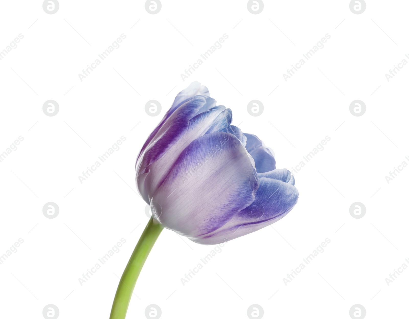 Image of Beautiful blue purple tulip isolated on white. Bright flower