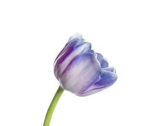 Image of Beautiful blue purple tulip isolated on white. Bright flower