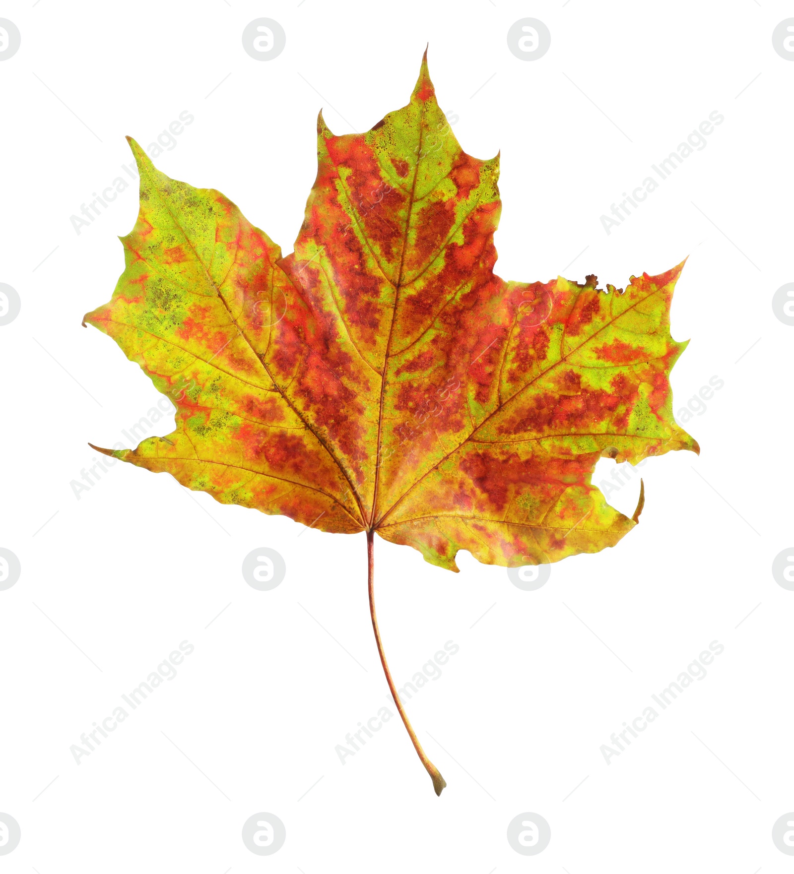 Photo of One maple leaf isolated on white. Autumn season