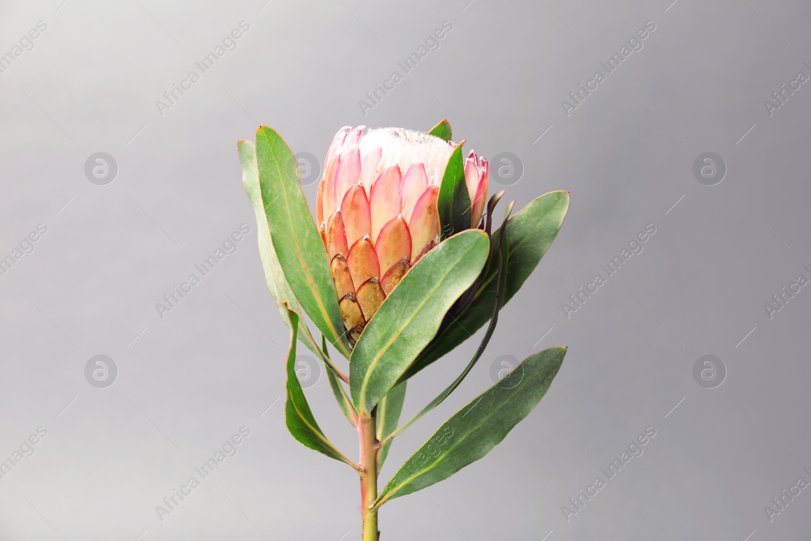 Photo of Beautiful protea flower on gray background. Tropical plant