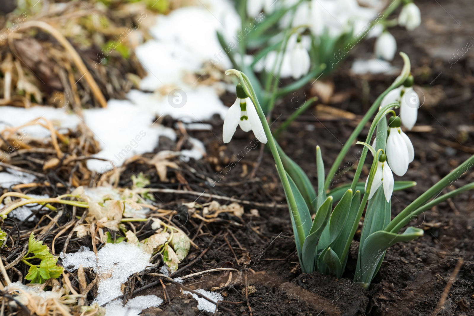 Photo of Beautiful blooming snowdrops growing outdoors, space for text. Spring flowers