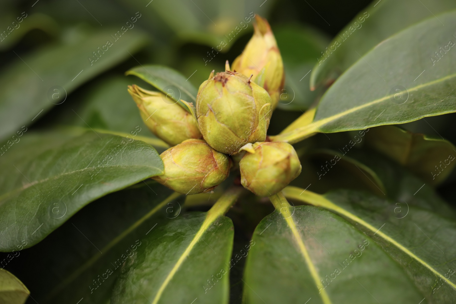 Photo of Tropical plant with lush green leaves and buds, closeup