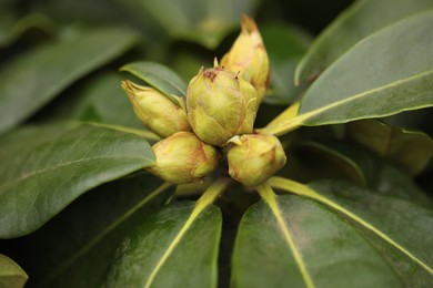 Photo of Tropical plant with lush green leaves and buds, closeup