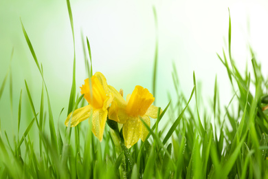 Photo of Spring green grass and bright daffodils with dew on light background