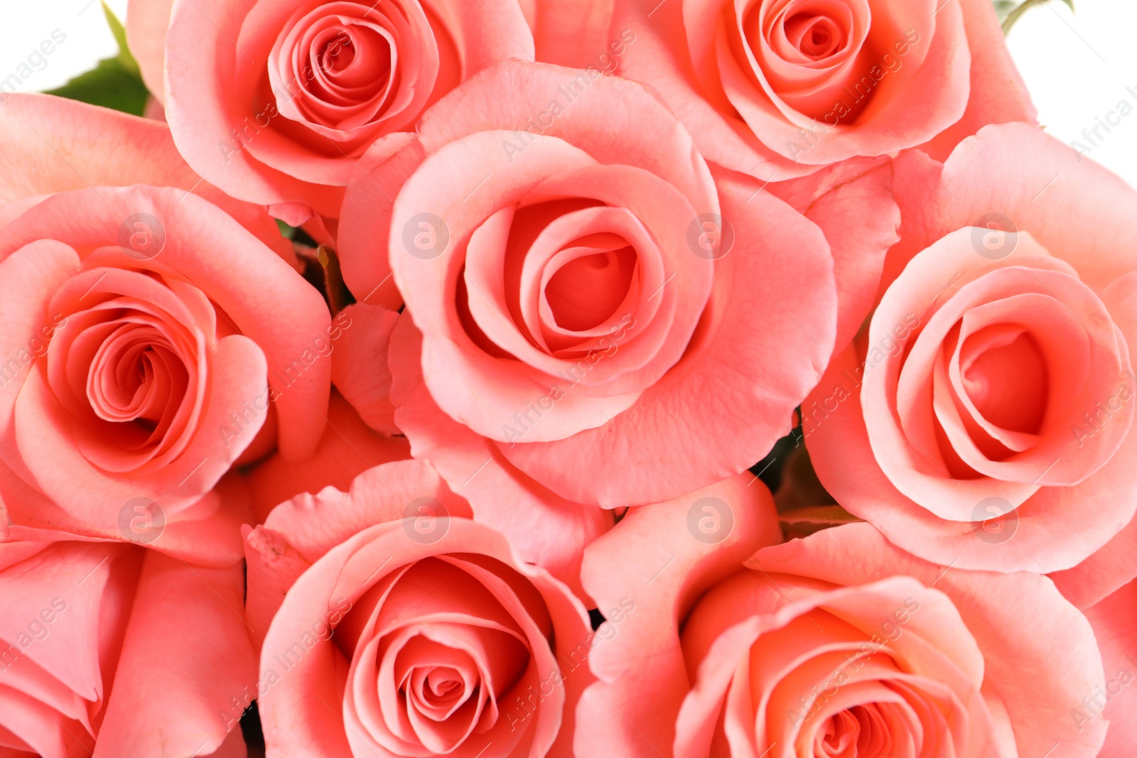 Photo of Bouquet of beautiful roses, closeup