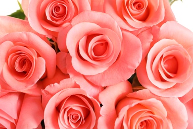 Bouquet of beautiful roses, closeup