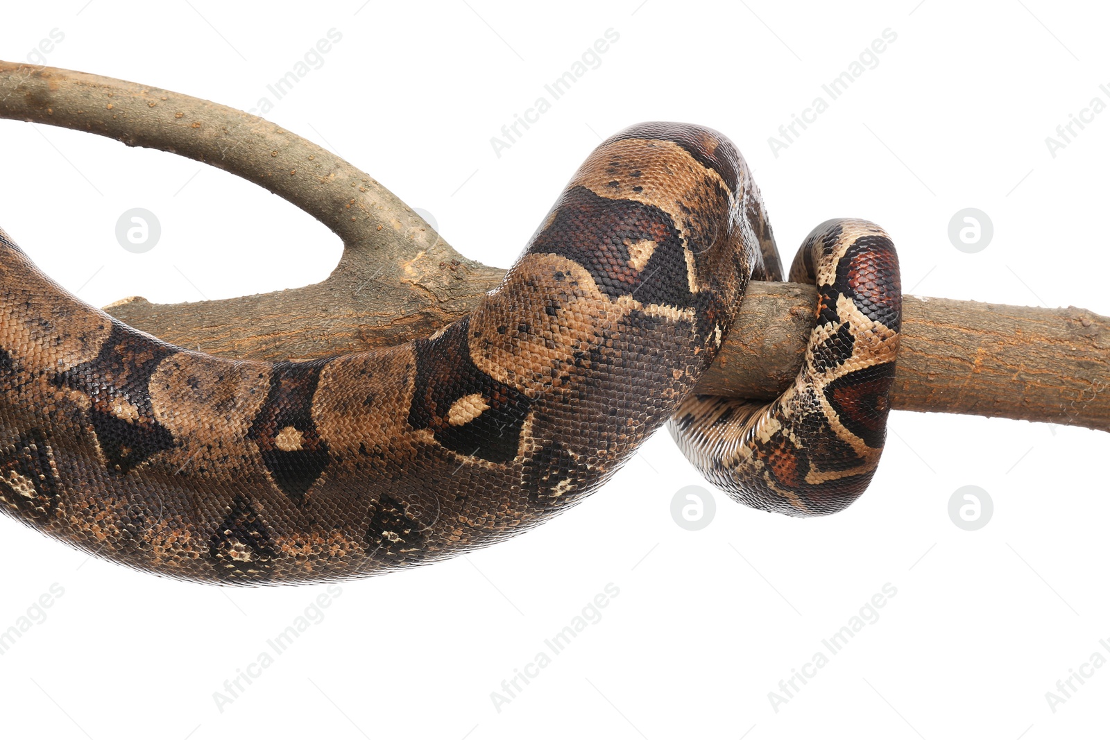 Photo of Brown boa constrictor on tree branch against white background