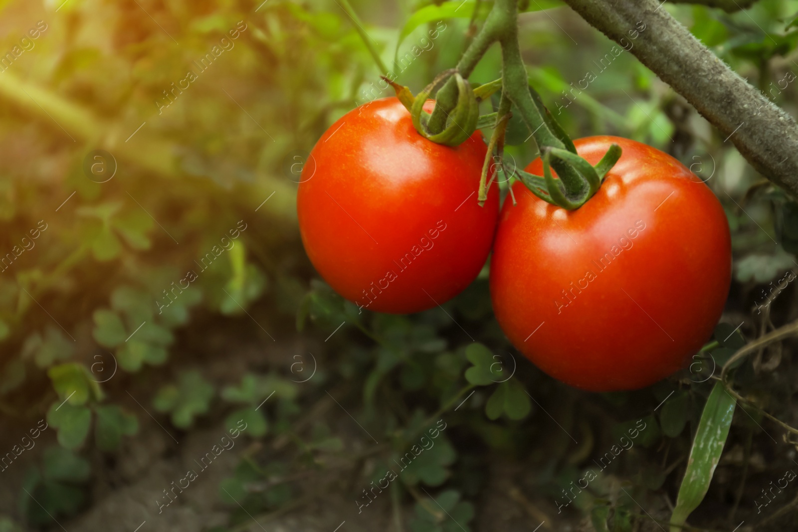 Photo of Tasty ripe tomatoes on bush outdoors, closeup