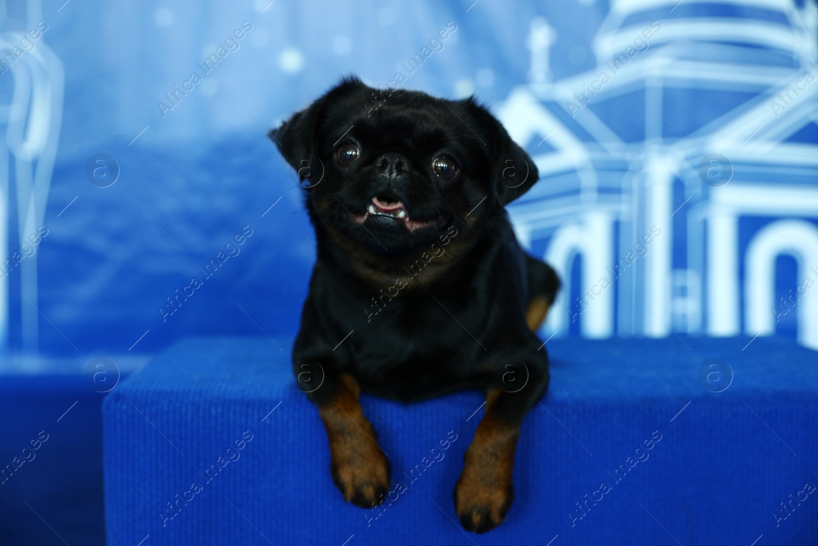 Image of Adorable black Petit Brabancon dog sitting on blurred blue background