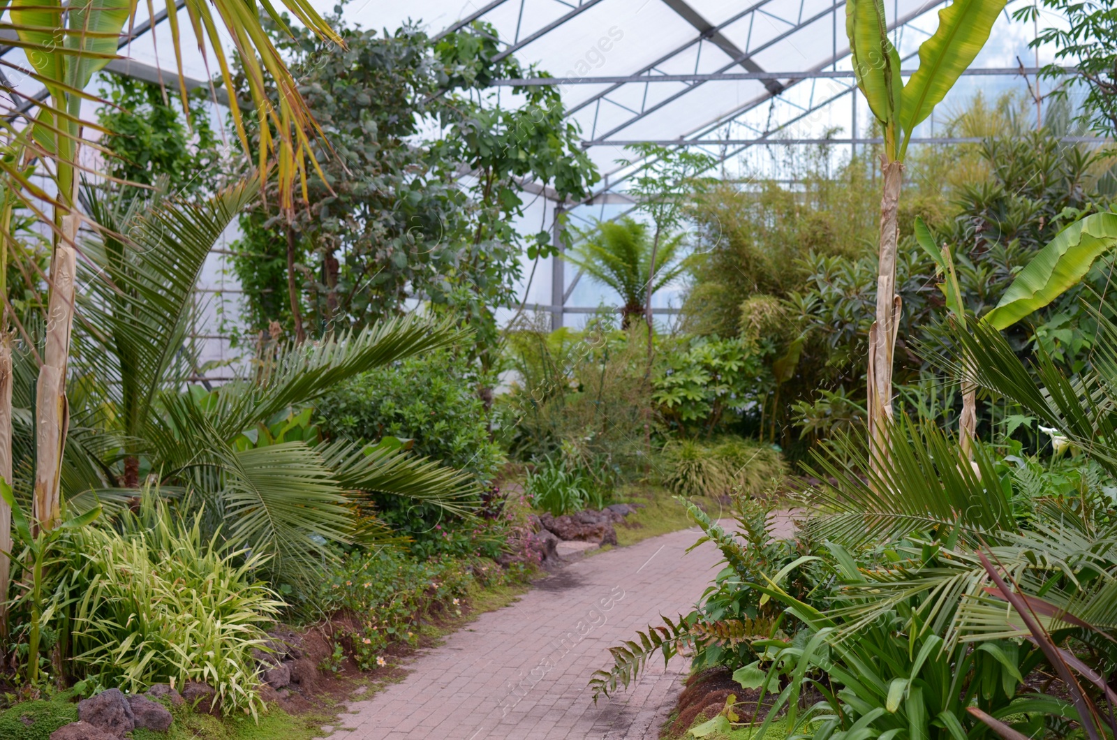 Photo of Many different beautiful plants growing in greenhouse