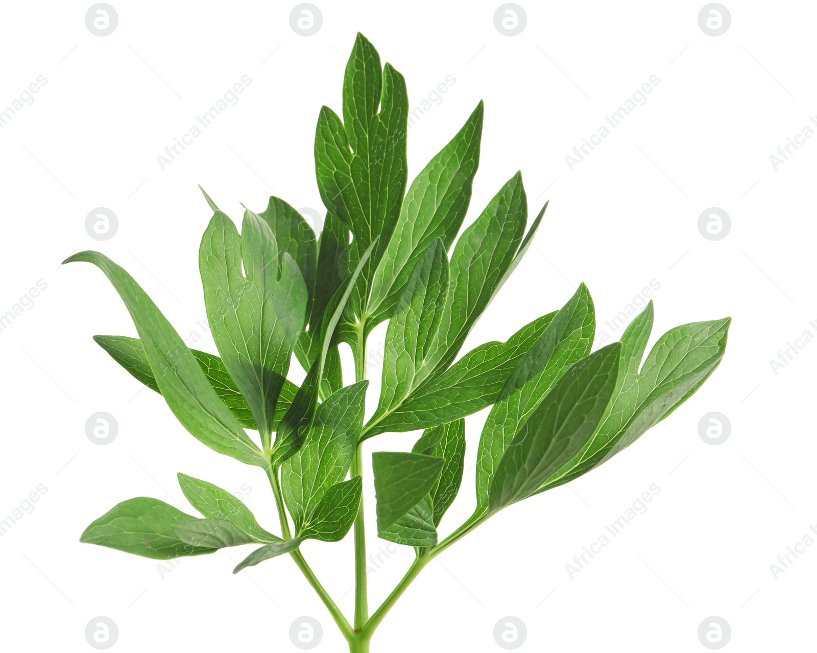 Photo of Fresh green peony leaves on white background