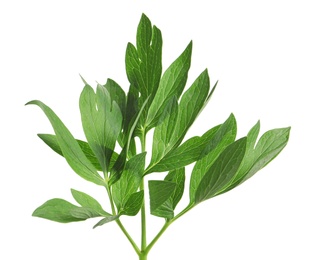 Photo of Fresh green peony leaves on white background