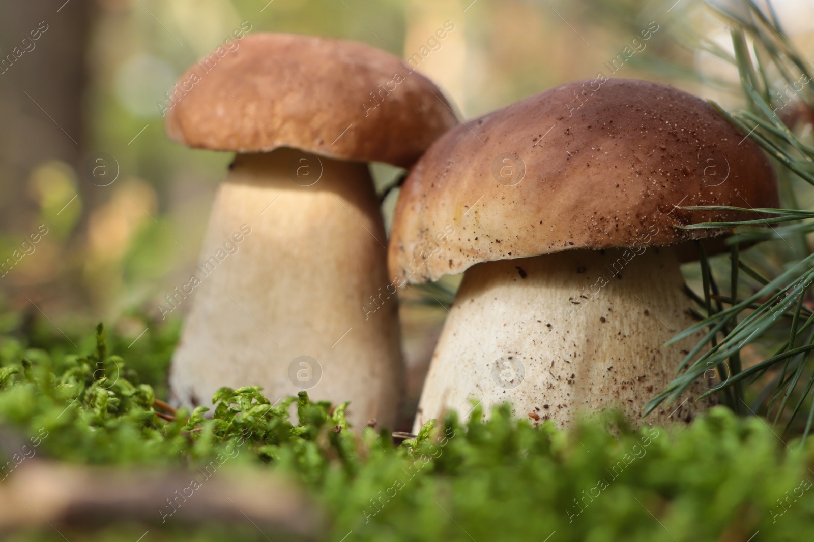 Photo of Beautiful porcini mushrooms growing in forest on autumn day, closeup