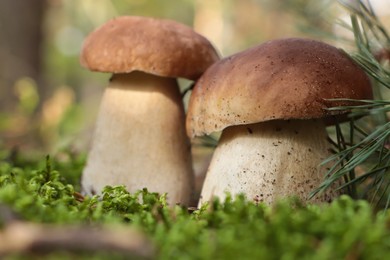 Beautiful porcini mushrooms growing in forest on autumn day, closeup