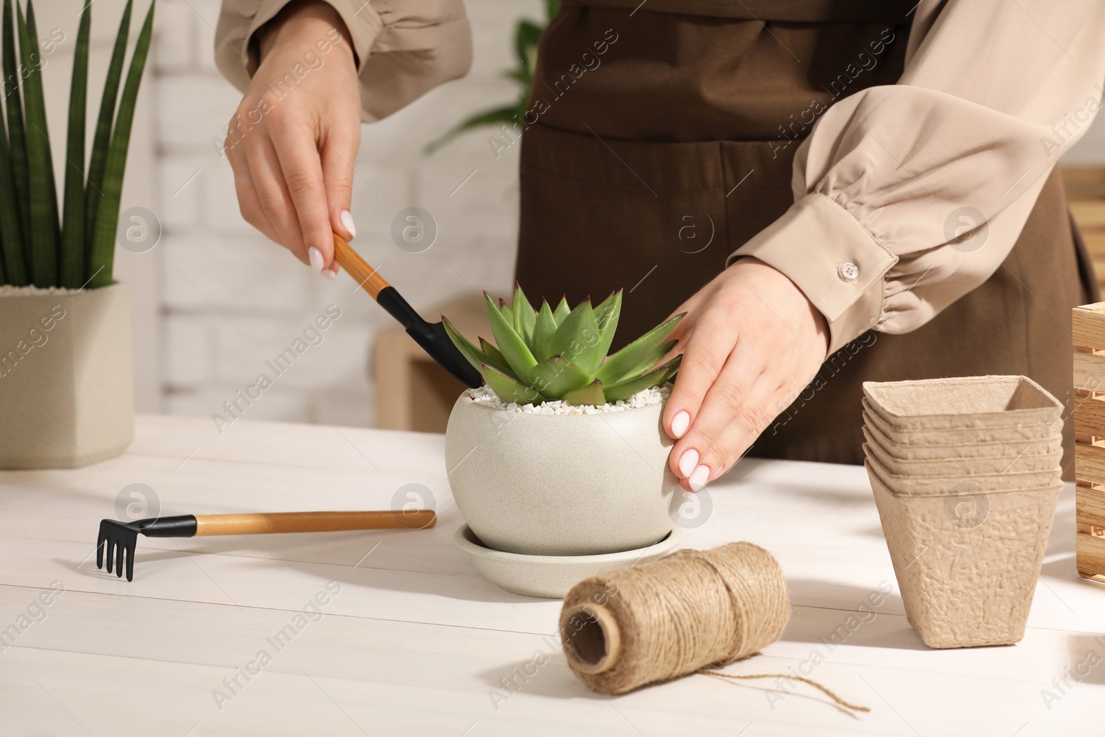 Photo of Woman transplanting beautiful succulent plant at white wooden table, closeup