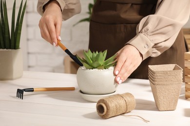 Woman transplanting beautiful succulent plant at white wooden table, closeup