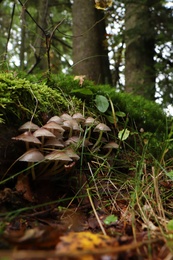 Photo of Small mushrooms growing in forest on sunny day