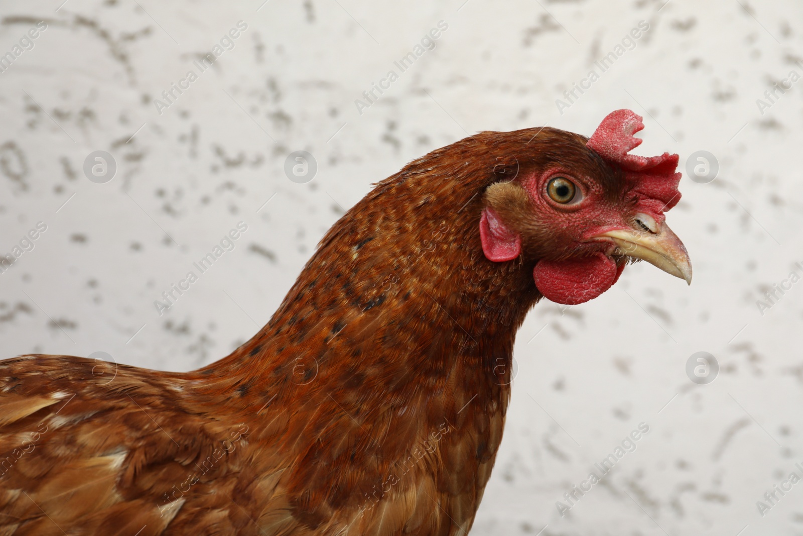 Photo of Beautiful red chicken on light background. Domestic animal