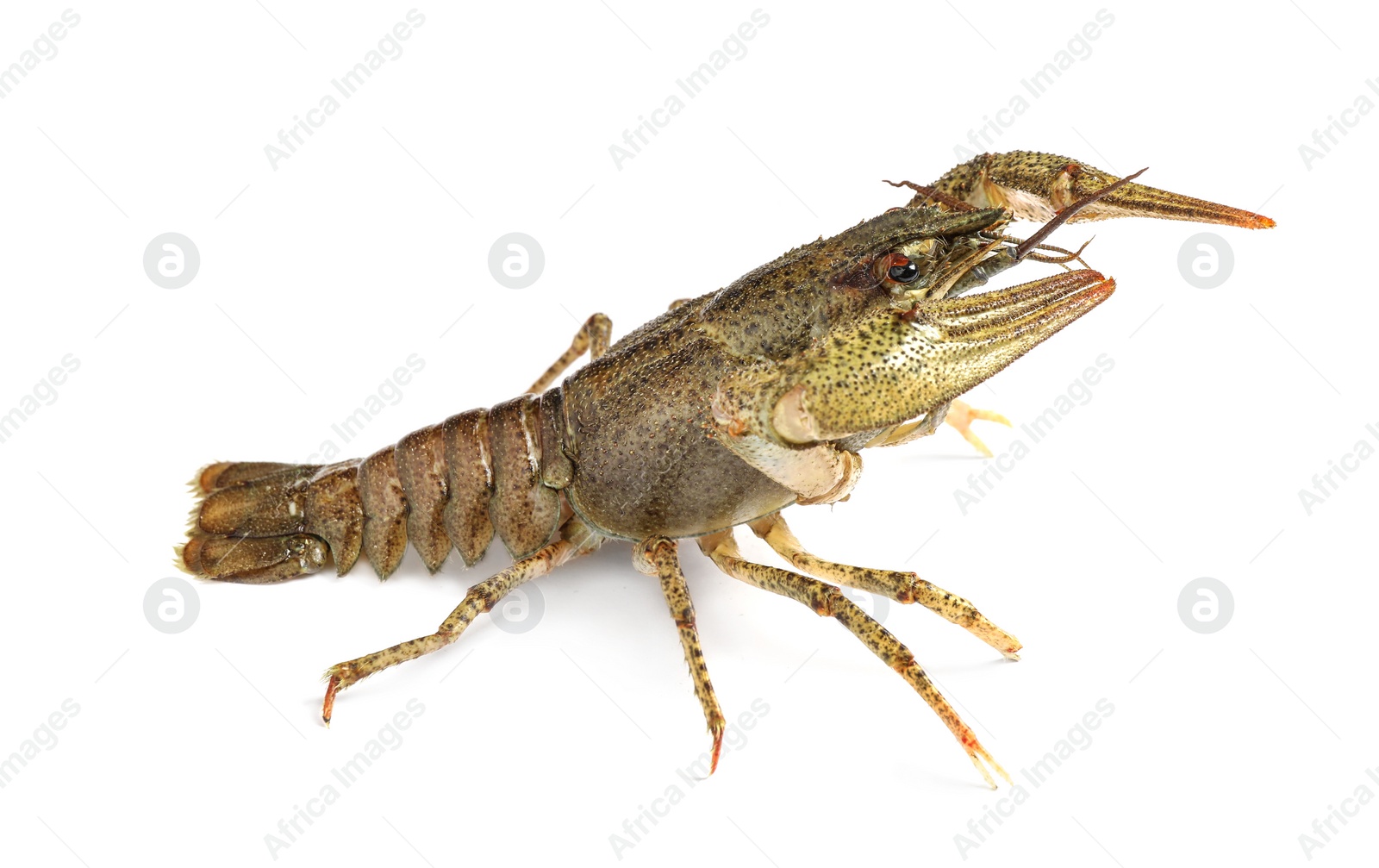 Photo of Fresh raw crayfish isolated on white. Healthy seafood