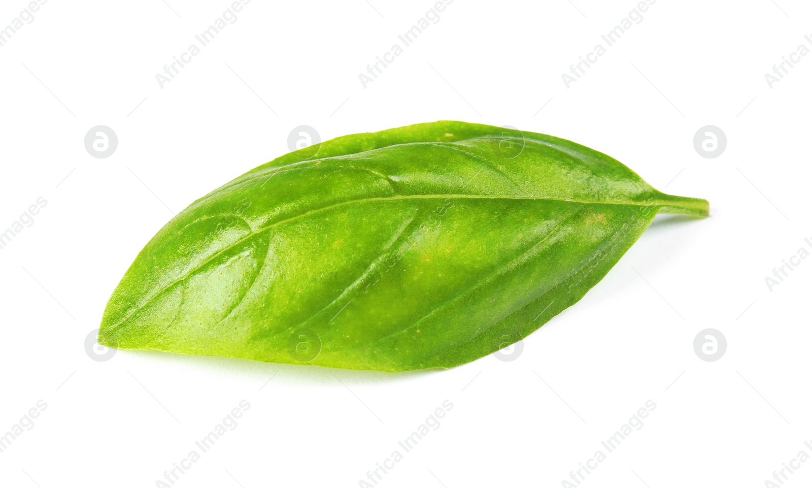 Photo of Fresh green basil leaf on white background