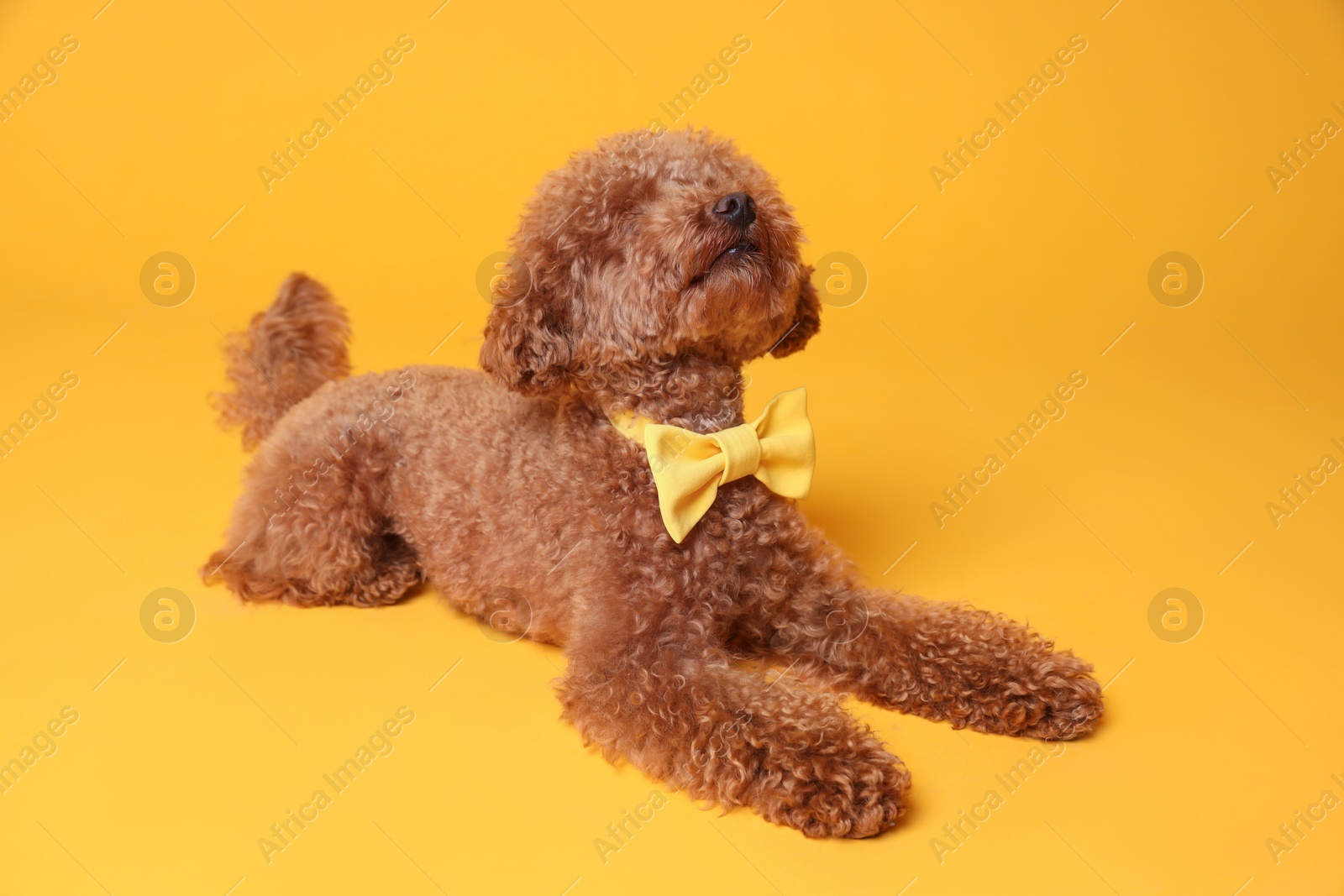 Photo of Cute Maltipoo dog with yellow bow tie on neck against orange background