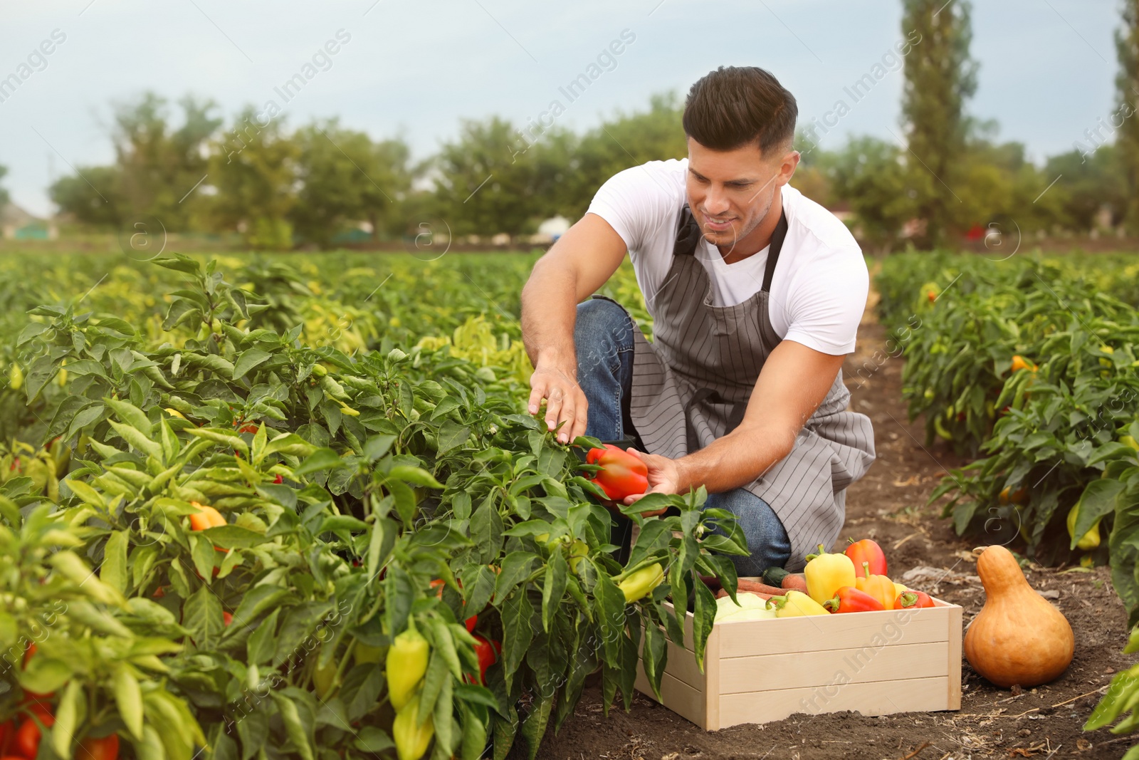 Photo of Farmer taking bell pepper from bush in field. Harvesting time