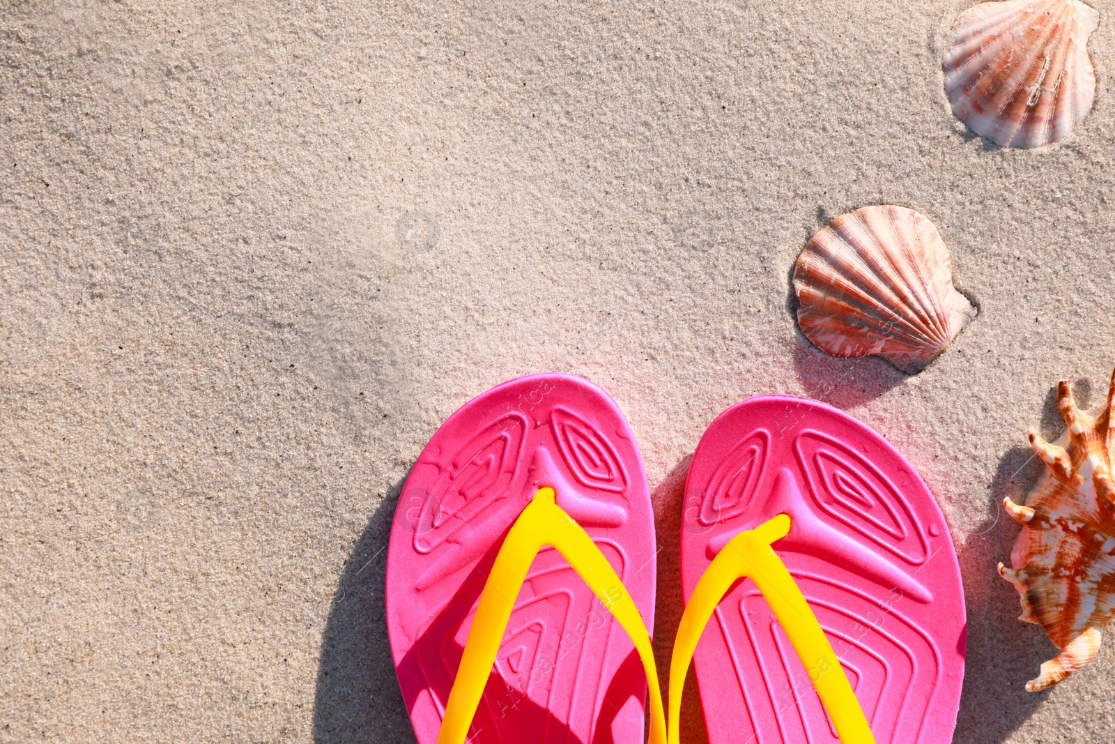Photo of Stylish flip flops and sea shells on beach, flat lay. Space for text