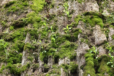 Old straw roof covered with green moss as background, closeup