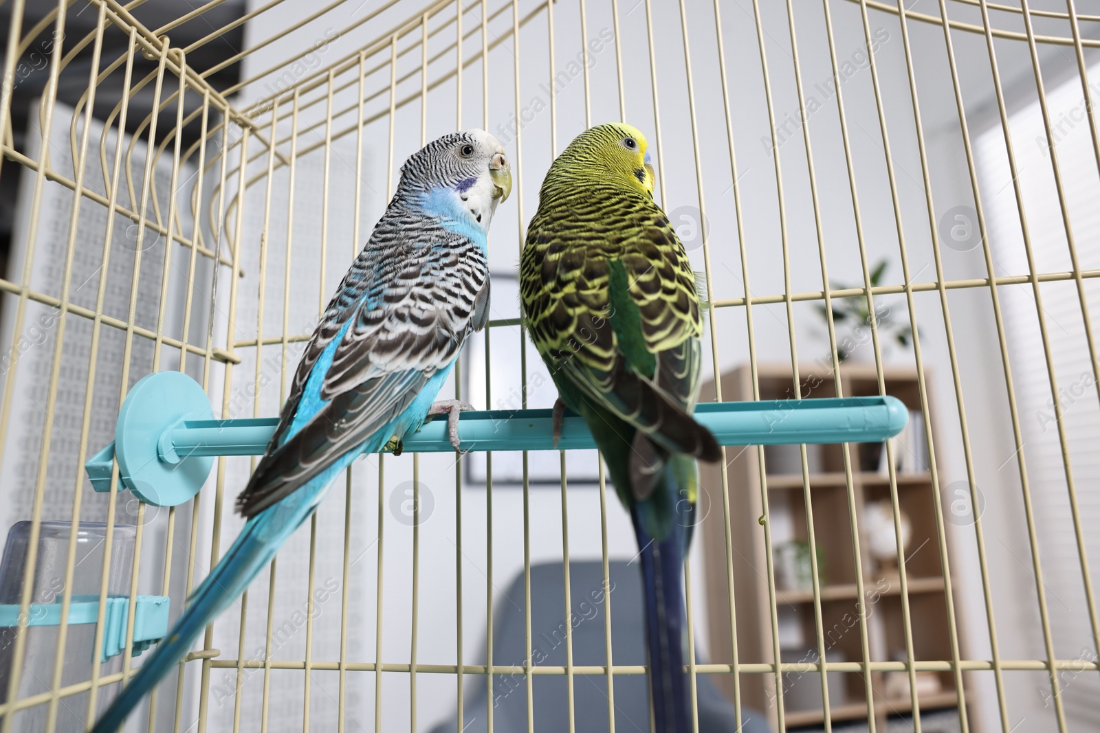 Photo of Beautiful bright parrots in cage indoors. Exotic pets