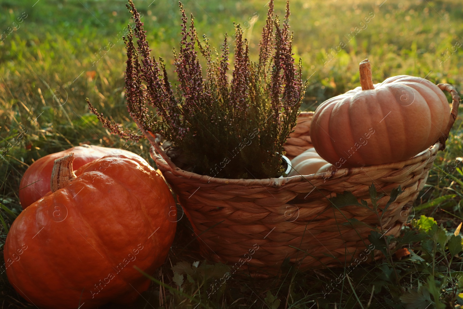 Photo of Wicker basket with beautiful heather flowers and pumpkins outdoors, closeup