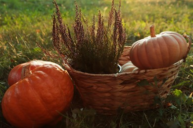 Wicker basket with beautiful heather flowers and pumpkins outdoors, closeup