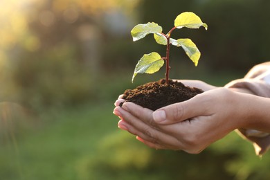 Photo of Woman holding soil with young green seedling, closeup. Planting tree. Space for text