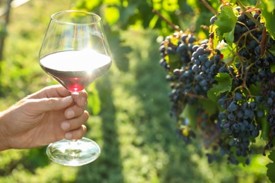 Man holding glass of wine in vineyard, closeup