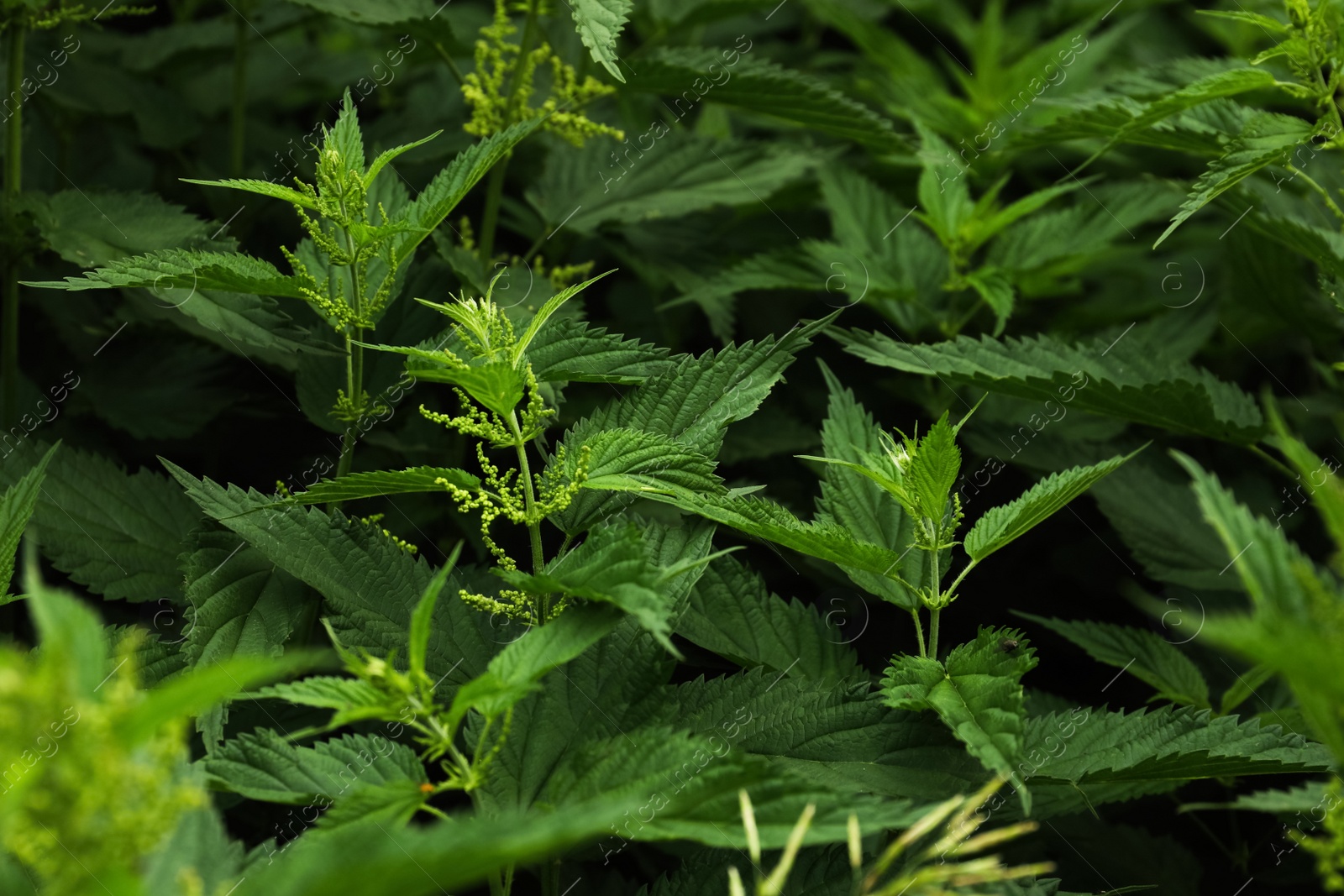 Photo of Beautiful green stinging nettle plants growing outdoors