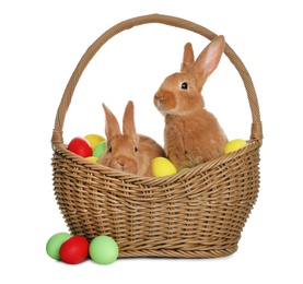 Photo of Adorable furry Easter bunnies in wicker basket with dyed eggs on white background