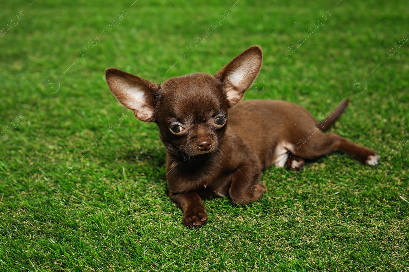 Photo of Cute small Chihuahua dog on green grass