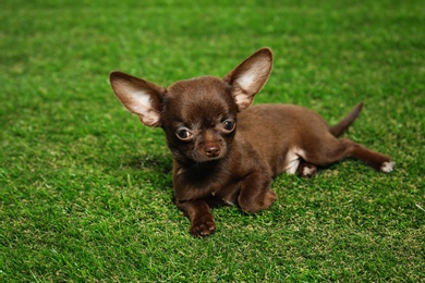 Photo of Cute small Chihuahua dog on green grass