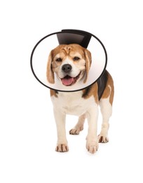 Photo of Adorable Beagle dog wearing medical plastic collar on white background