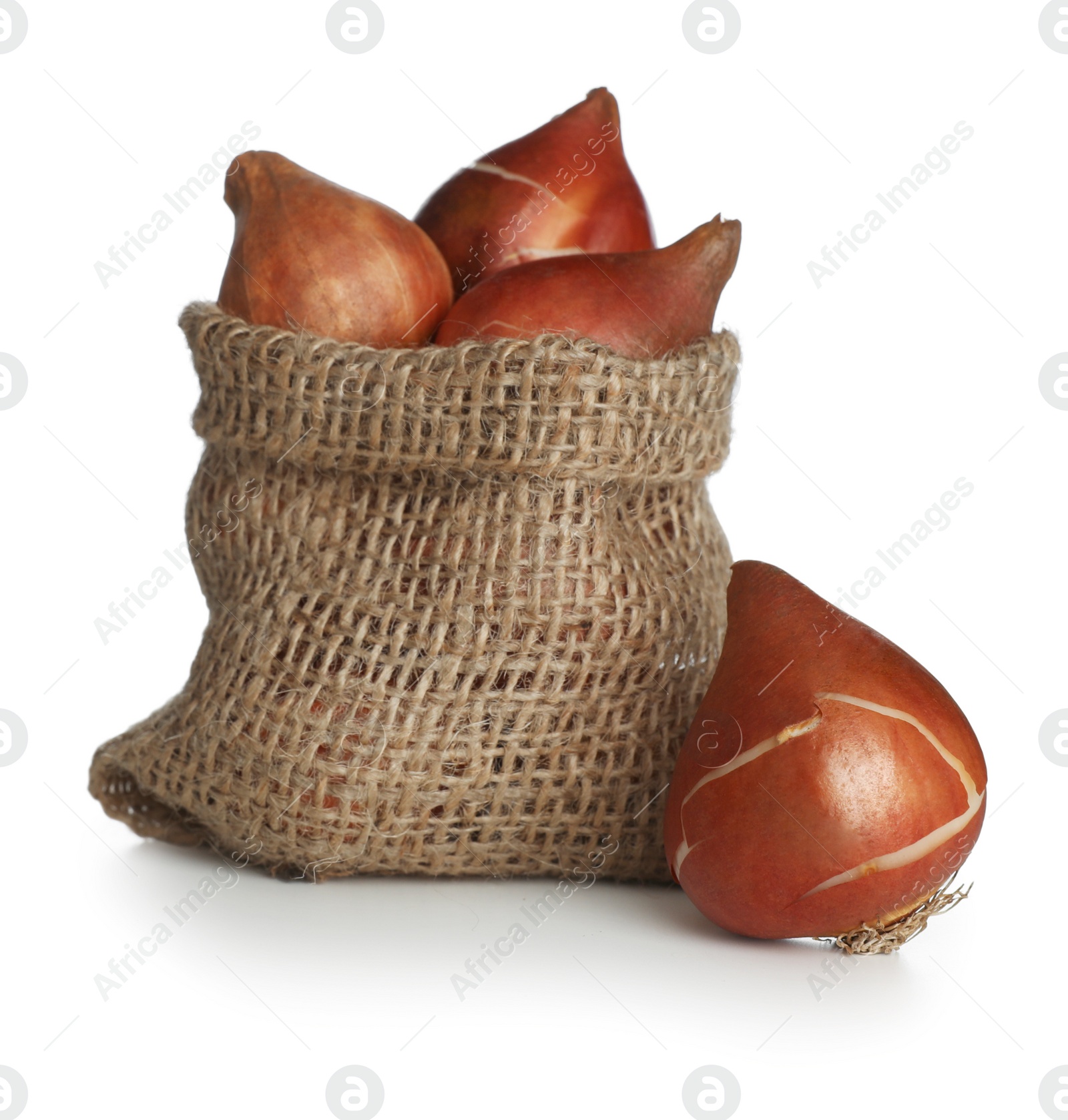 Photo of Tulip bulbs in sack on white background