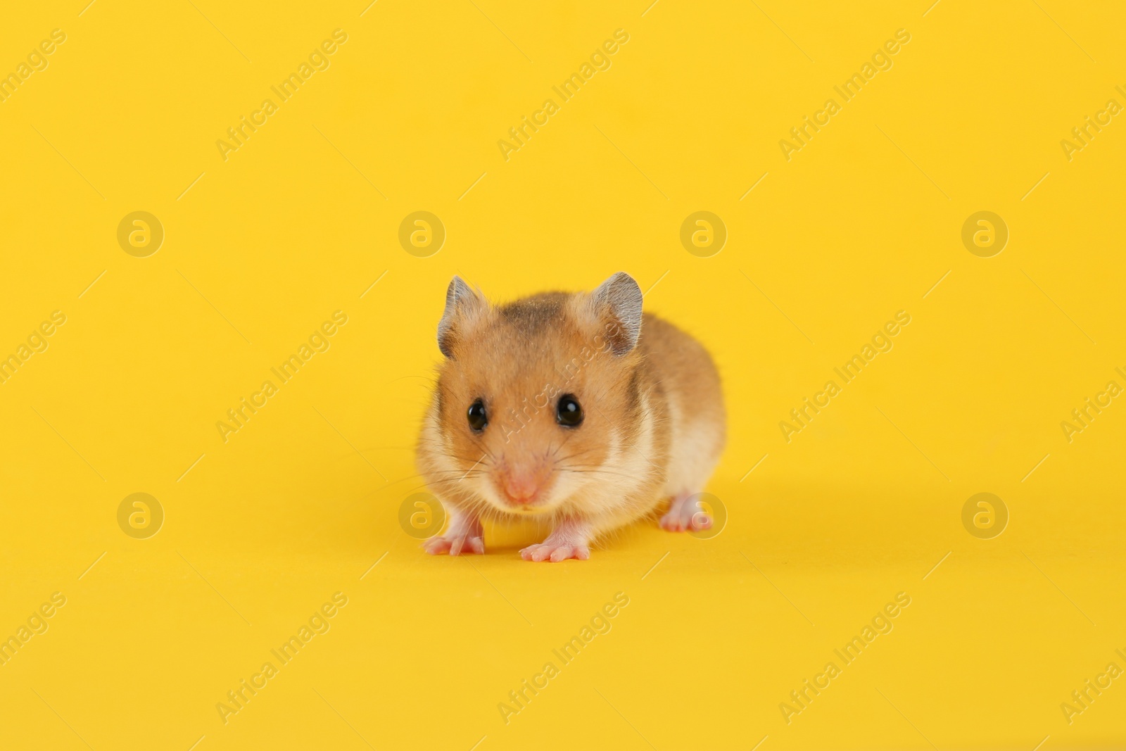 Photo of Cute little fluffy hamster on yellow background